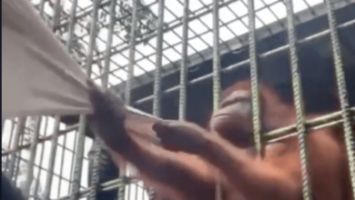 homem-e-o-macaco