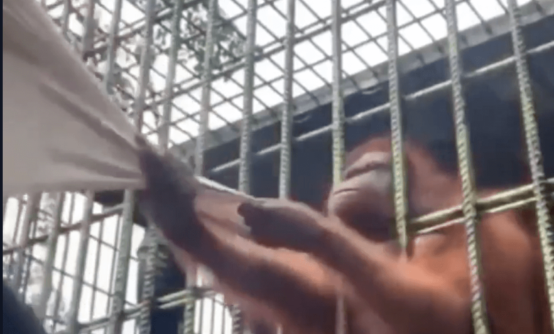 homem-e-o-macaco